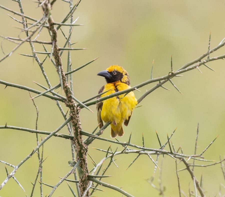 A weaver bird at its nest, as used on the Sacred Earth site